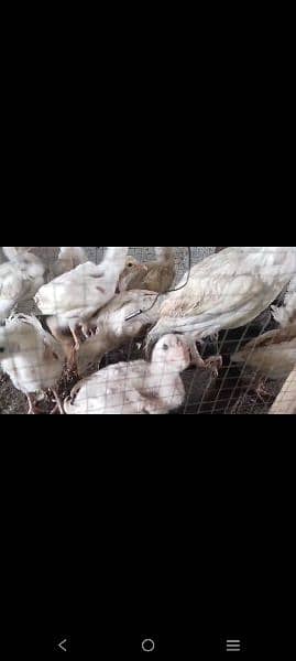 white Heera / Aseel chicks for sale 5