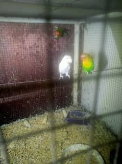 fisher pair for sale with free albino split red eyes femail and chik