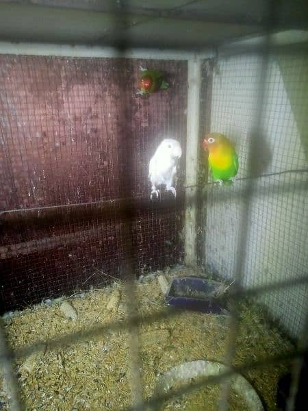 fisher pair for sale with free albino split red eyes femail and chik 0