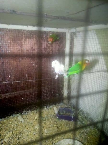 fisher pair for sale with free albino split red eyes femail and chik 2