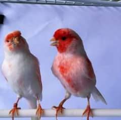 RED MOSAIC CANARY