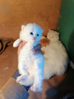 triple coted white kittens available