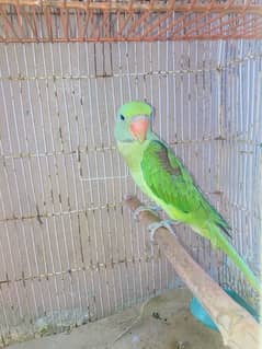 Raw parrot female age 7 to 8 months