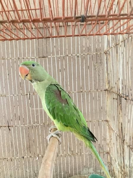 Raw parrot female age 7 to 8 months 2