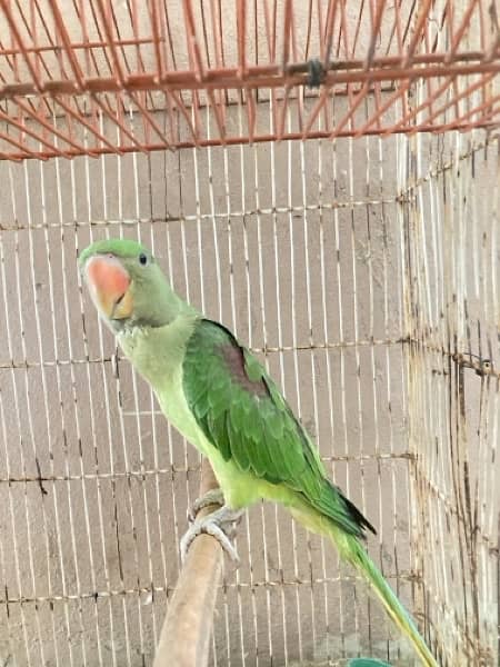 Raw parrot female age 7 to 8 months 3