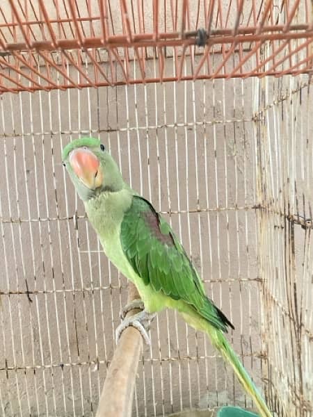 Raw parrot female age 7 to 8 months 4