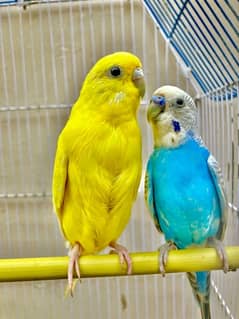 Budgie / Budgrie Parrots (FOR SALE)