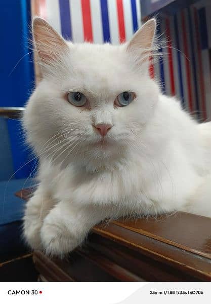 white Persian blue eyes , triple coated cats for sale 1