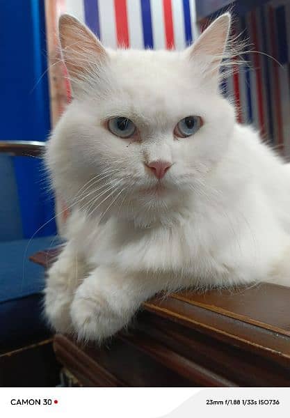 white Persian blue eyes , triple coated cats for sale 10