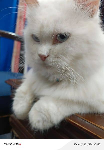 white Persian blue eyes , triple coated cats for sale 12