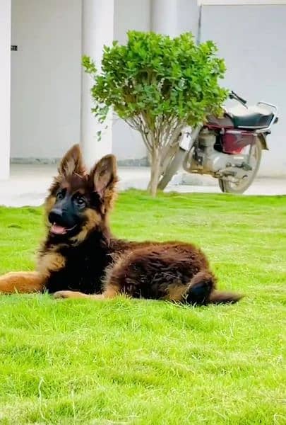 GSD long cote female show class female proper veccinated long cote 1