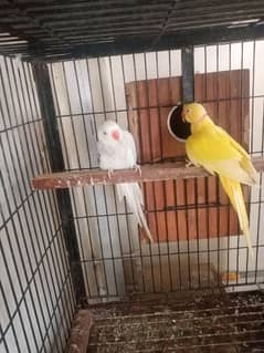 yellow ring nek breeder pair