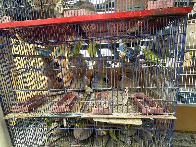 Australian parrots pairs with cage 1