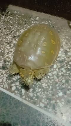 Turtle