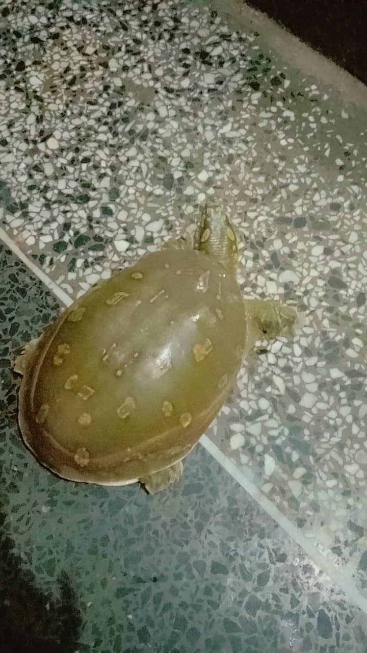 Turtle 2