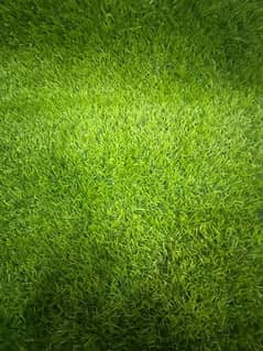 grass