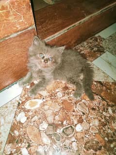 Persian kittens for sale (COD)