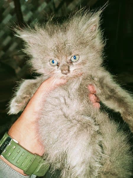 Persian kittens for sale (COD) 1