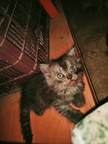 Persian kittens for sale (COD) 2