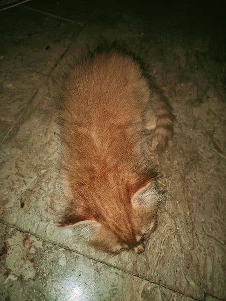 Persian kittens for sale (COD) 3