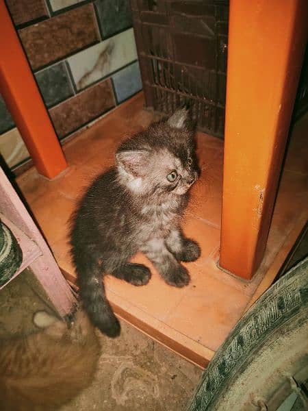 Persian kittens for sale (COD) 4