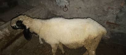 sheeps for sale 03216662423