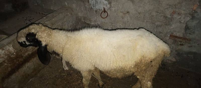 sheeps for sale 03216662423 0