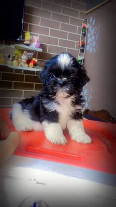 shih tzu puppies / Puppies / shitzu Dog / Dog for sale / shihtzu