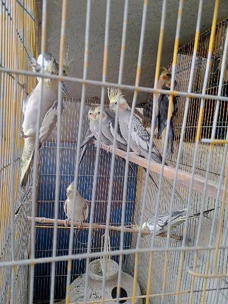 cockatiel parrots 1000 each only serious buyer contact 0