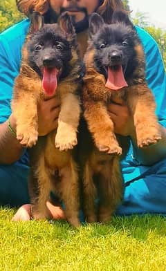 proper long coat German Shepherd pair for sale