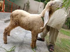 Kajla Mix Bacha for Sale 0