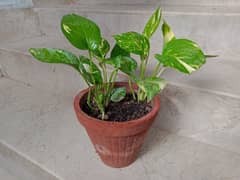 Healthy Money Plants 0