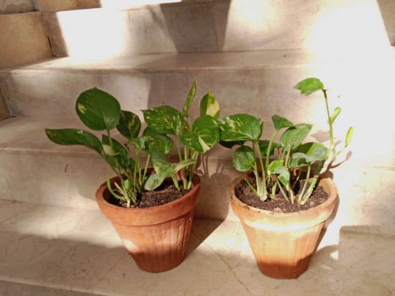 Healthy Money Plants 2