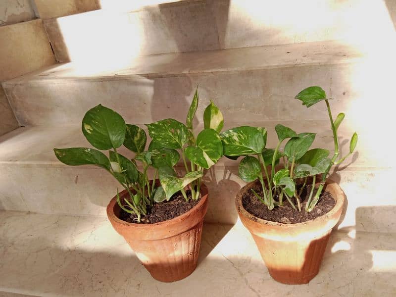 Healthy Money Plants 4