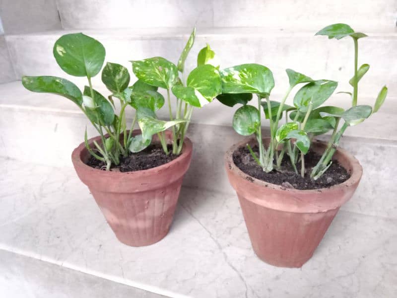 Healthy Money Plants 6