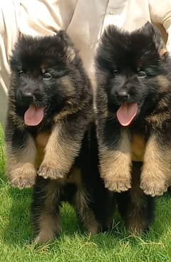 German shepherd show quality proper long coat pair for sale 0