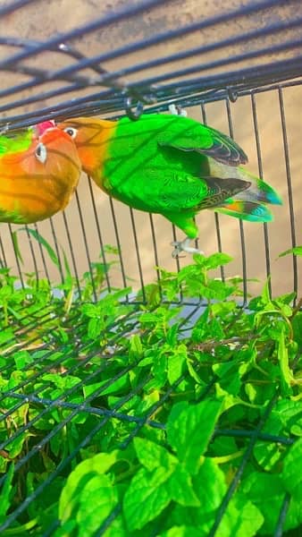 Love Birds breeder pair 1