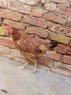 tarli/ tetri hen for sale