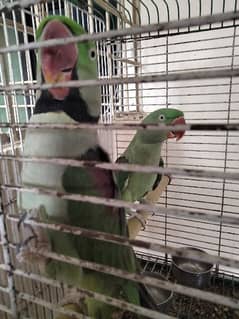 parrot for sell pair