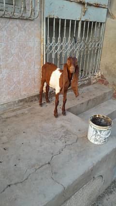 male kamori bakra for sale