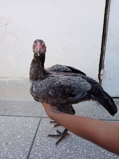 Mianwali Aseel hens and chicks