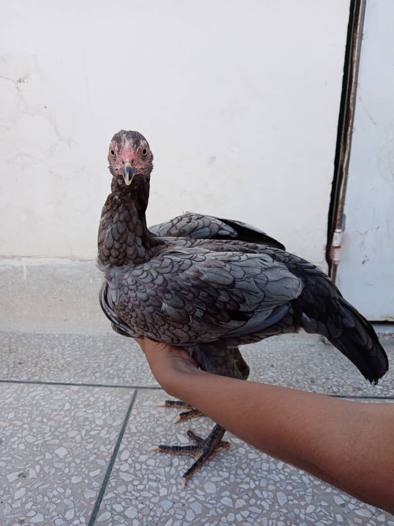 Mianwali Aseel hens and chicks 0