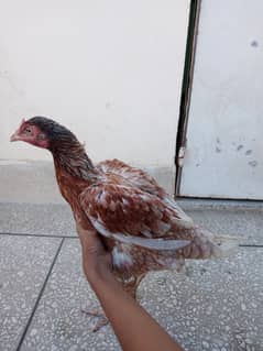 Mianwali Aseel hens and chicks