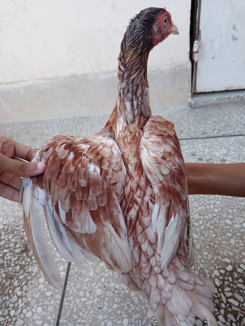 Mianwali Aseel hens and chicks 3