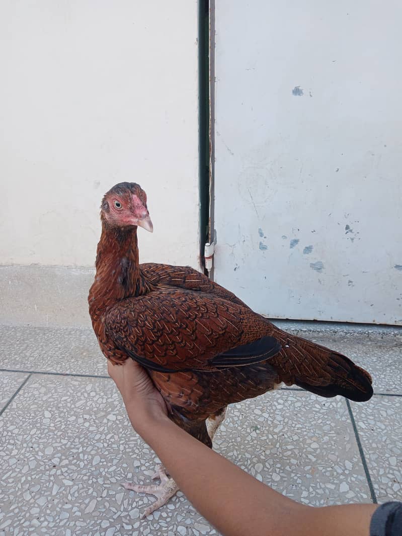 Mianwali Aseel hens and chicks 4