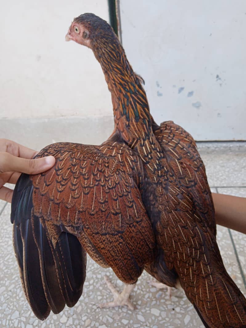 Mianwali Aseel hens and chicks 5