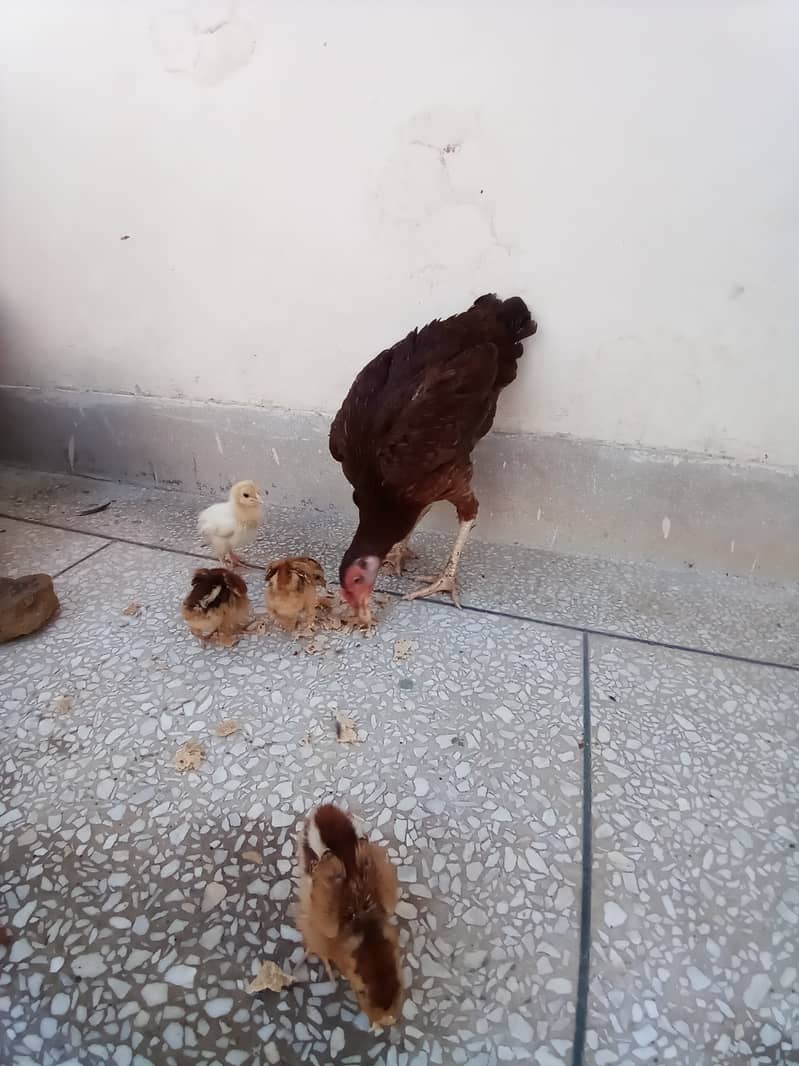 Mianwali Aseel hens and chicks 8