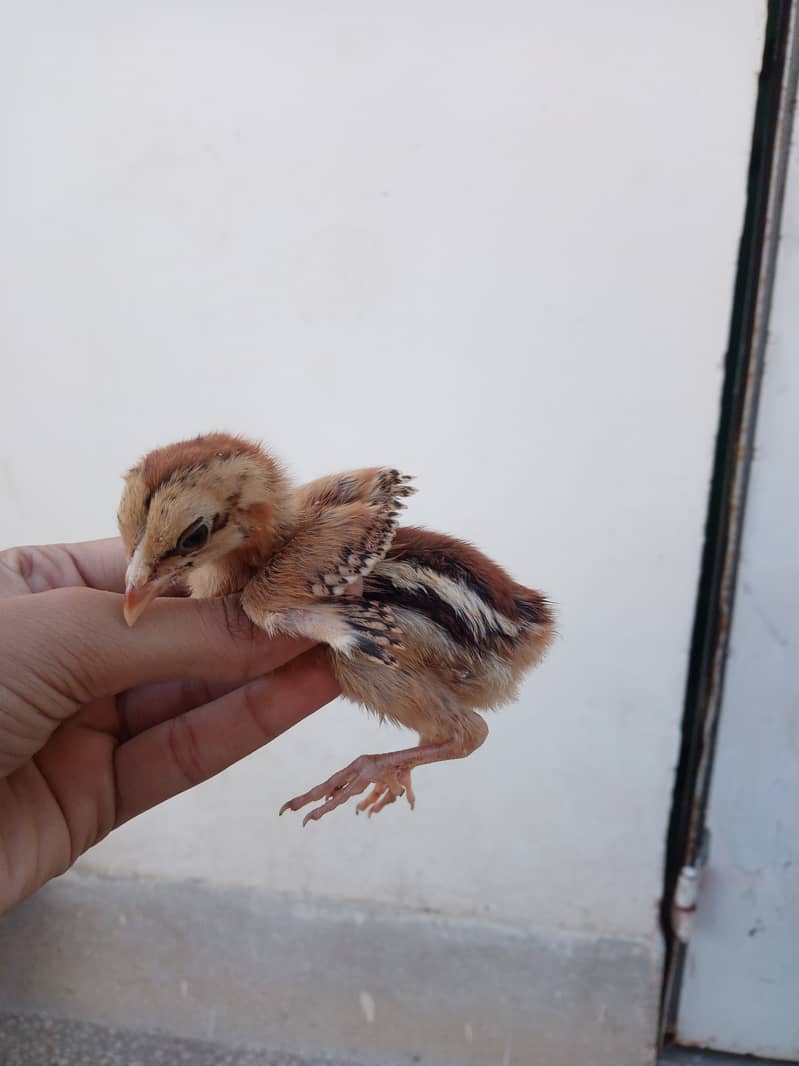 Mianwali Aseel hens and chicks 9