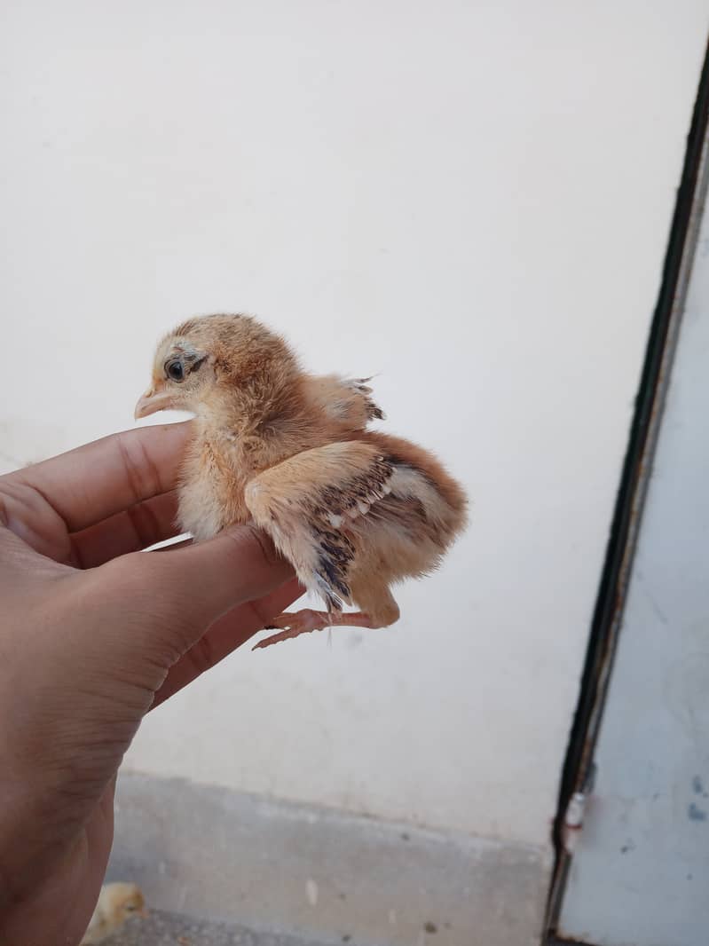 Mianwali Aseel hens and chicks 11