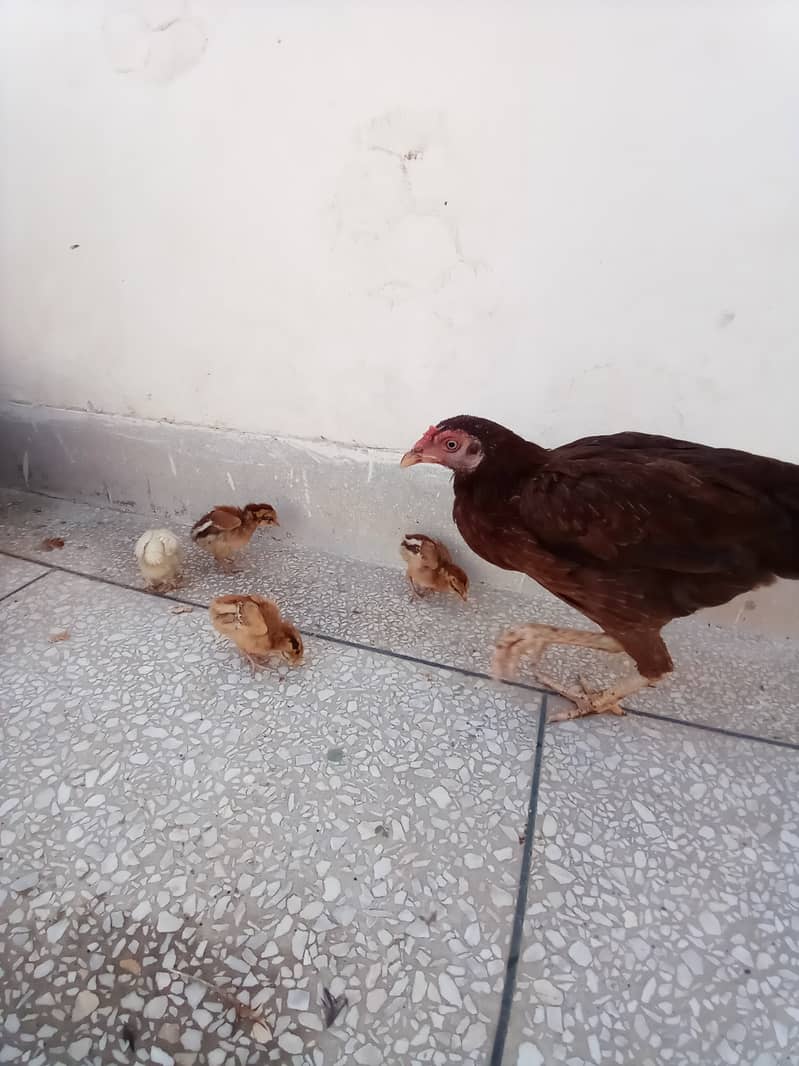 Mianwali Aseel hens and chicks 12